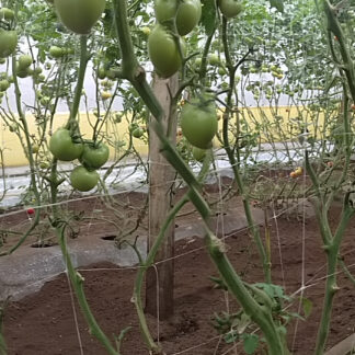 plasa-sere-tomate