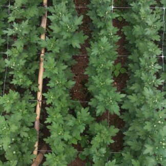 Plase pentru agricultură